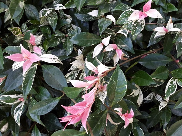 TRI-COLOUR STAR JASMINE