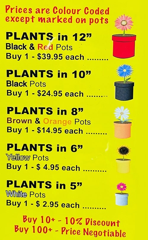 Central Coast Nursery Big Flower Big Flower Super Nursery